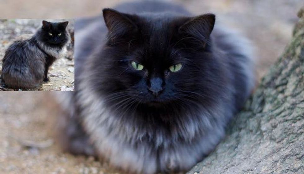 Magnificent Black Cat Grows Silver Winter Coat