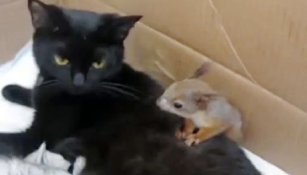 Cat Mama Adopts Very Playful Baby Squirrel Who Just Can't Stop