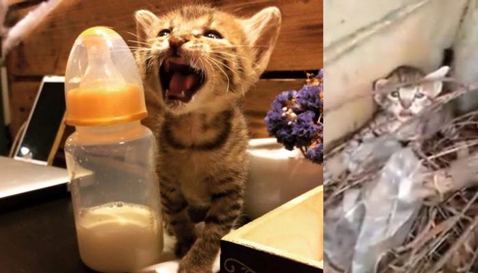 Kitten Saved from Typhoon Near Restaurant Now Hangs Out with Patrons Every Day
