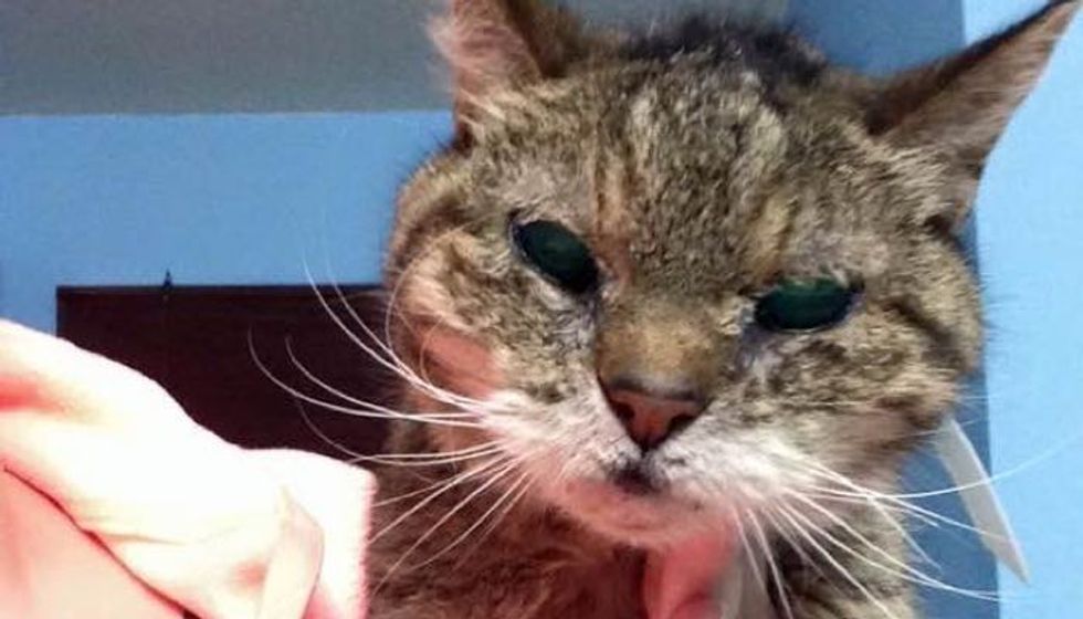25 Year Old Cat Turned Up in Shelter, a Young Woman Knows She Has to Save Her!