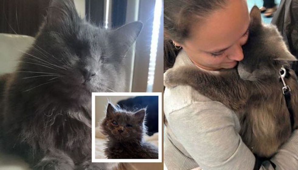 Cat Found Blind and Abandoned, Now Gives Hugs and Lives Like a Boss!