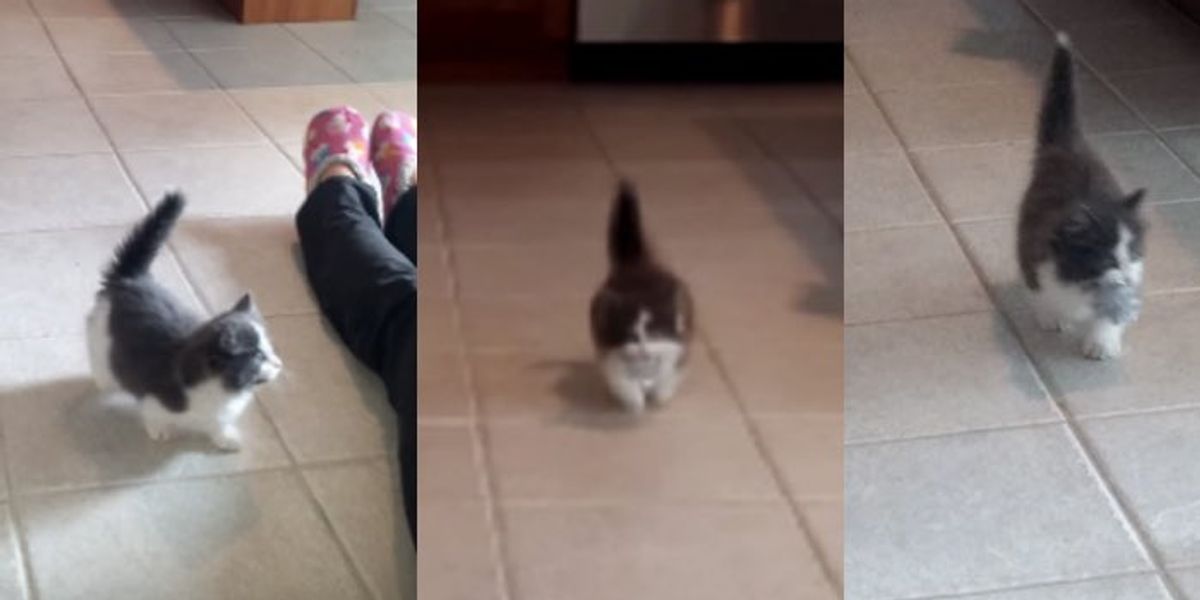9 Week Old Kitten Teaches Human to Throw, He Fetches ) Love Meow