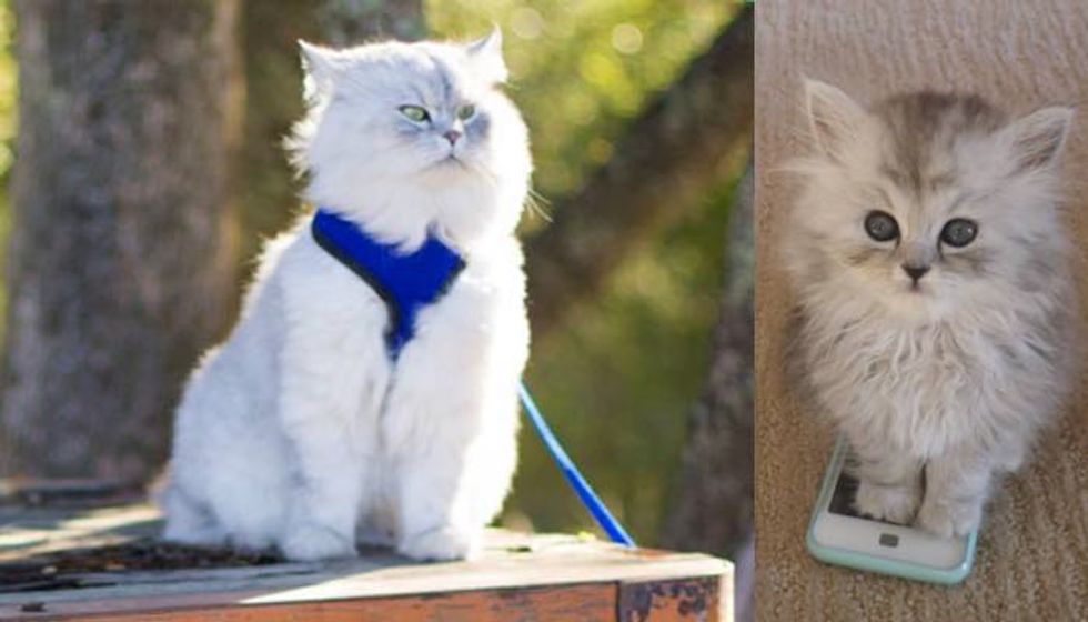 Rescue Cat Now Gets to Do What He Loves and Shares His Adventures