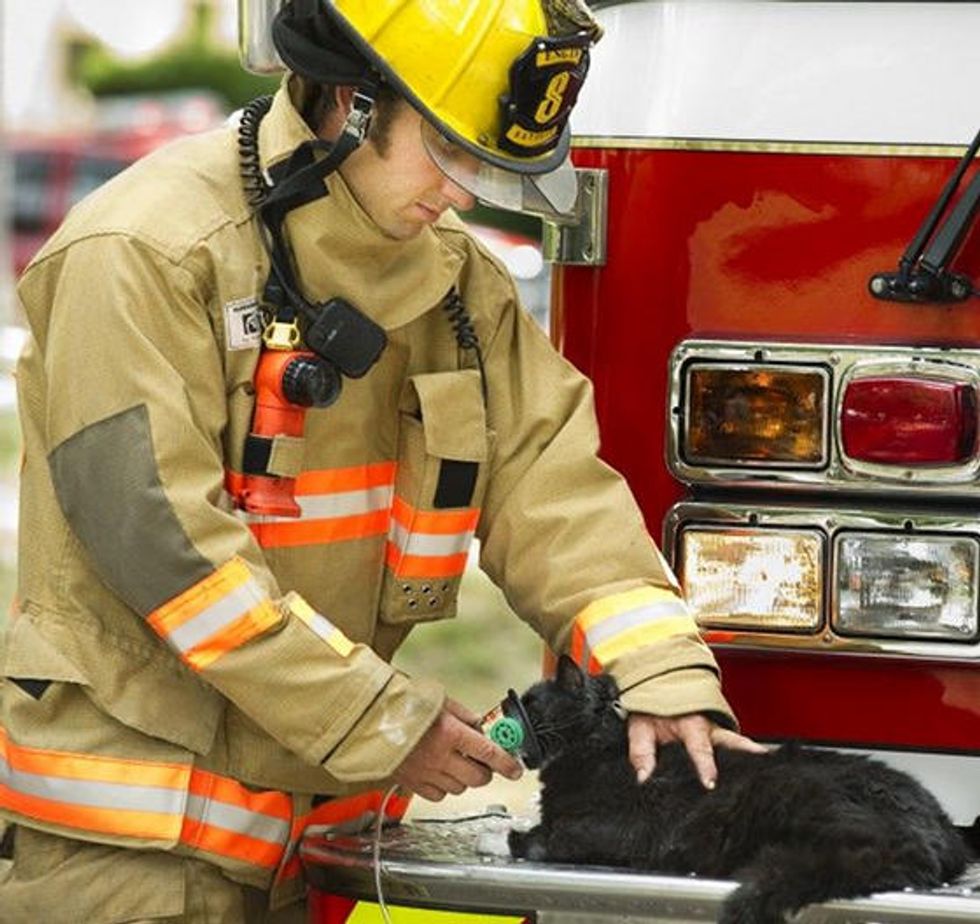Three Cats Saved By Firefighters From House Fire