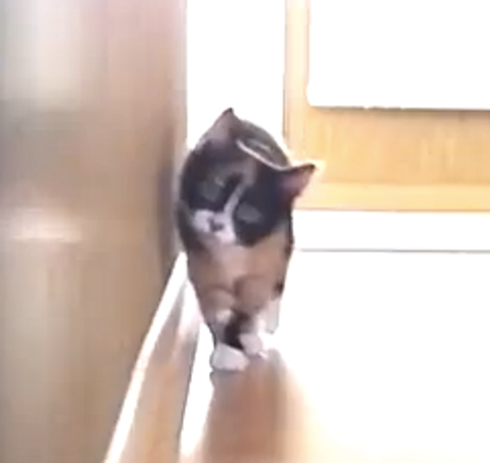 Ninja Kitten Attack