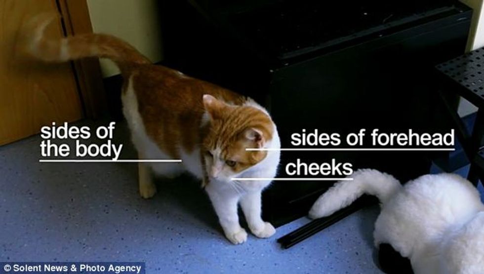 How Much Do You Know Your Cat? New Cat Body Language Video - Dispels Popular Myths