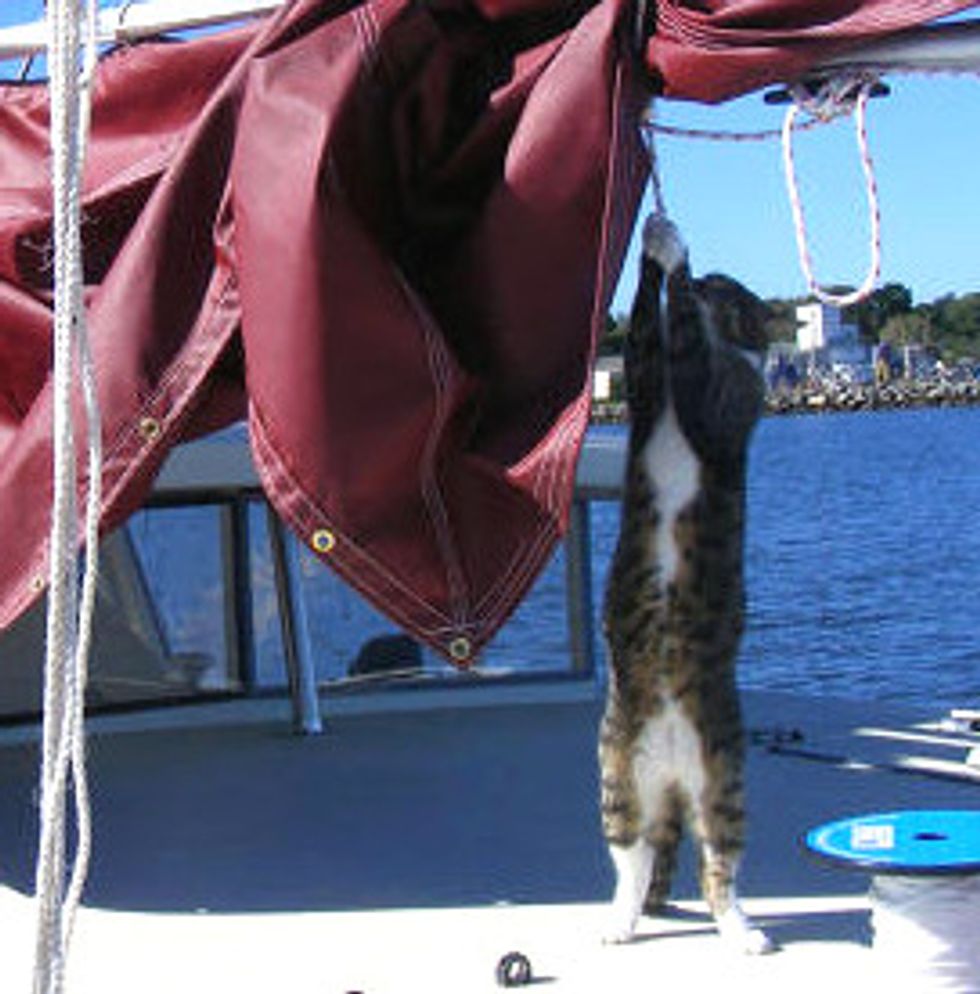 Camber The Boat Cat