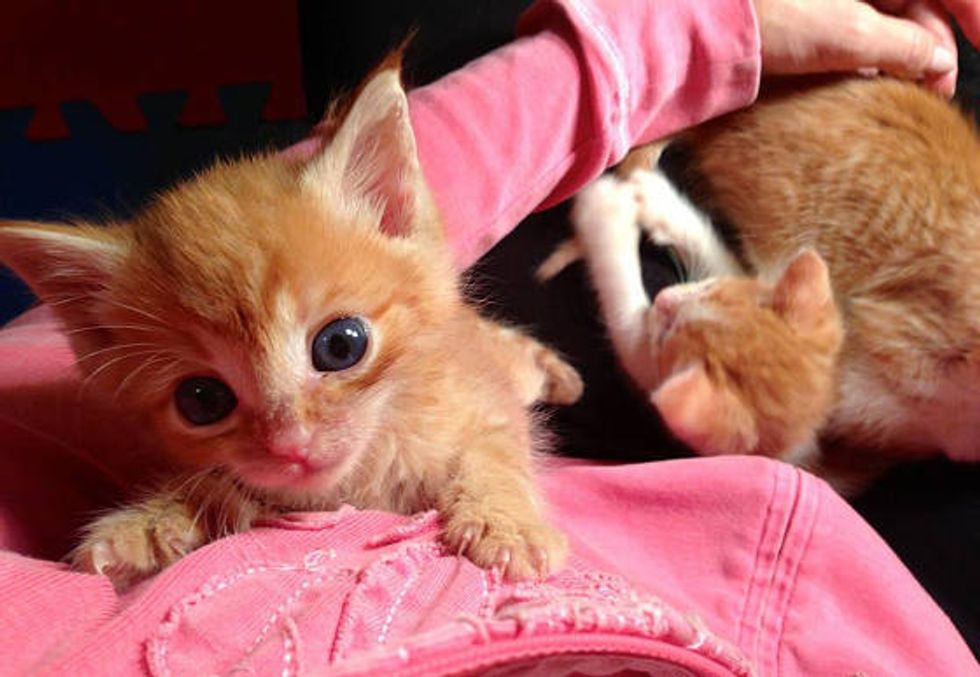 7 Motherless Ginger Kittens Given a Fighting Chance Love Meow