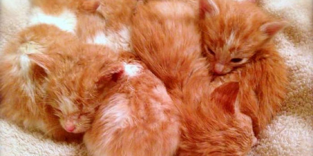 7 Motherless Ginger Kittens Given a Fighting Chance Love Meow
