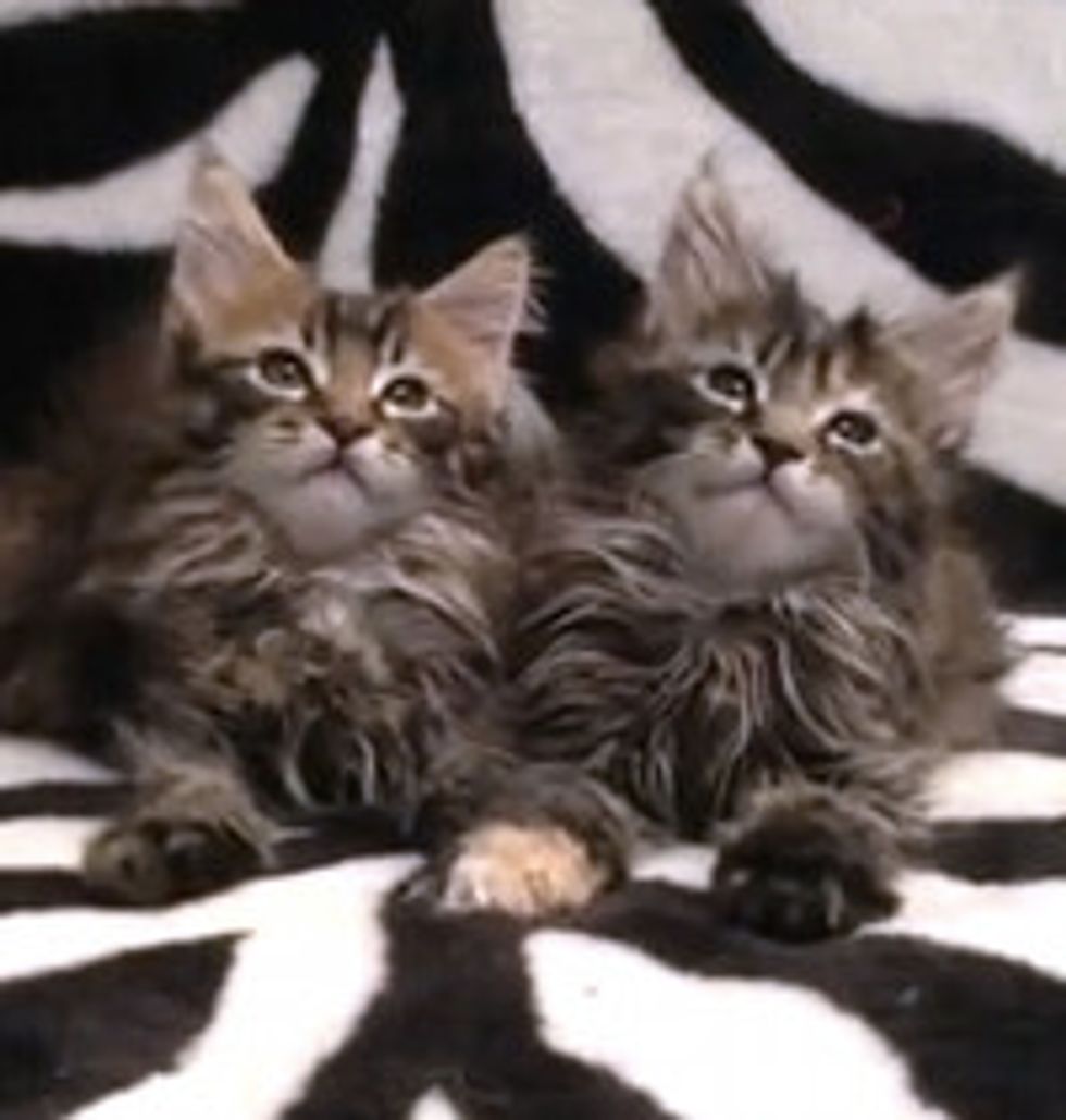 Almost Synchronized Maine Coon Kittens