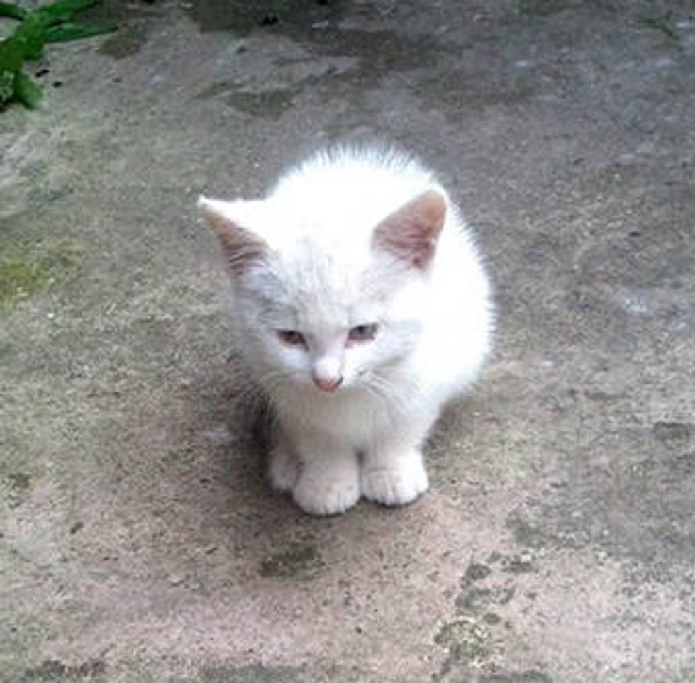 Tiny Homeless Kitten
