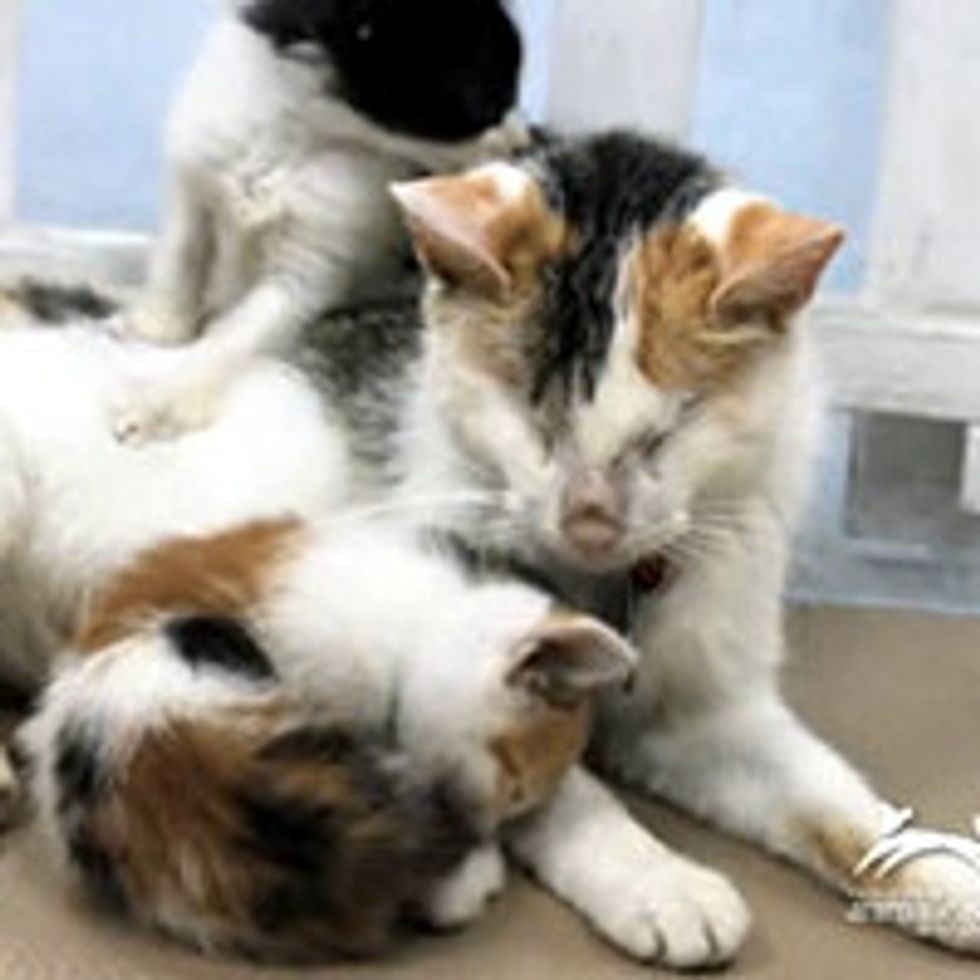 Blind Cat Mother Raises Her Kittens