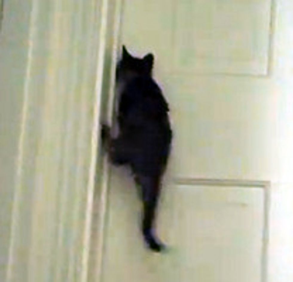 Tiny Kitten Opens Bedroom Door