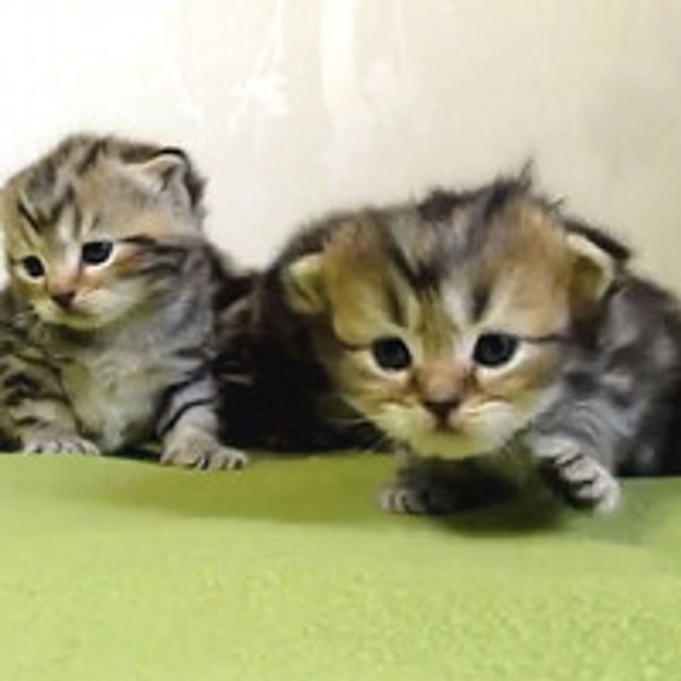3 Week Old Kittens Learn To Walk