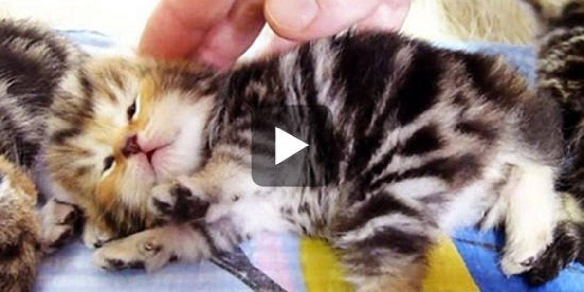 Kitten Wants To Be Petted Love Meow