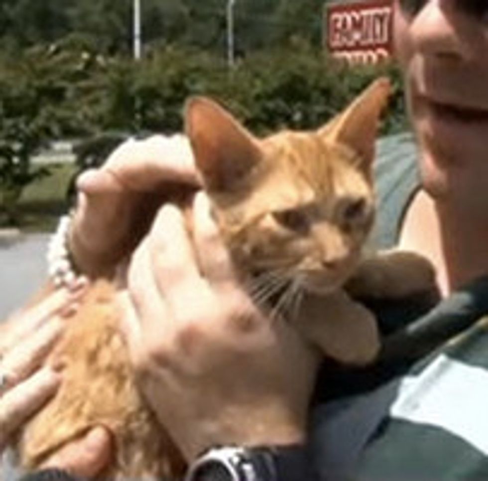 Ginger Kitten Trapped Inside Bucket Of Paint In Dumpster Is Rescued!