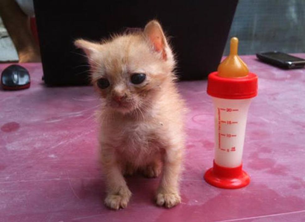 Tiny Afghan Rescue Kitten Golum