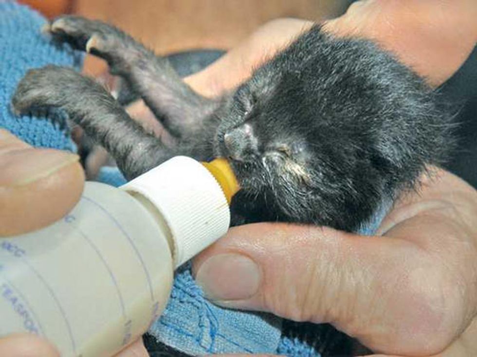 Santa Clarita Man Saves & Cares For 6 Newborn Kittens