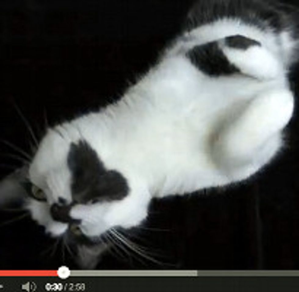 Purr Elise