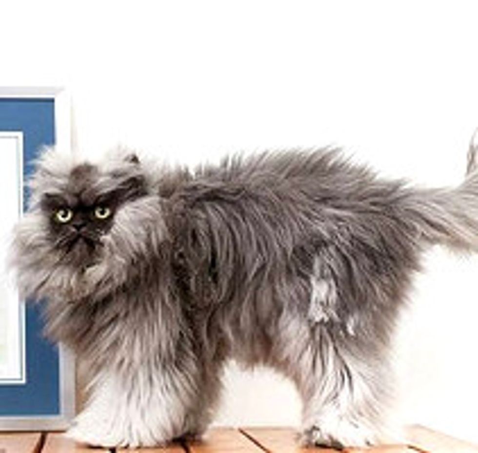Colonel Meow - Longest Fur On A Cat! Guinness World Records