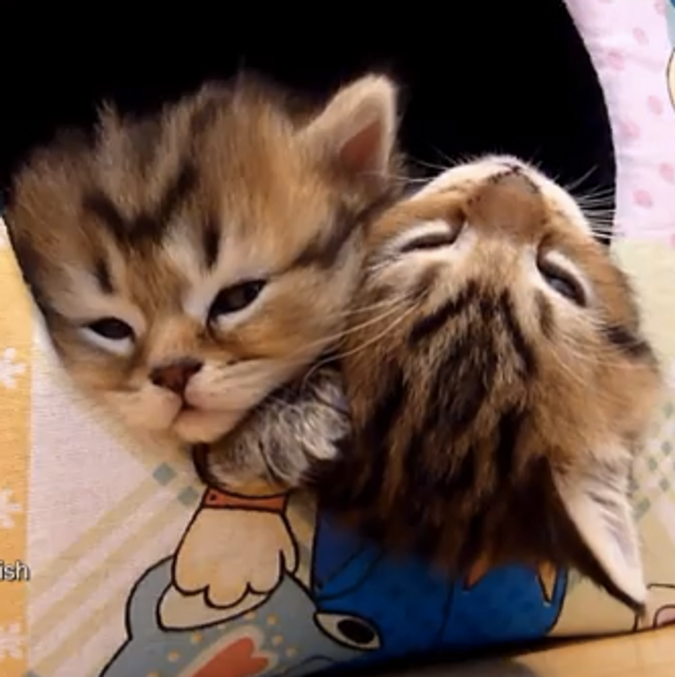 Cute Kittens Fall Asleep