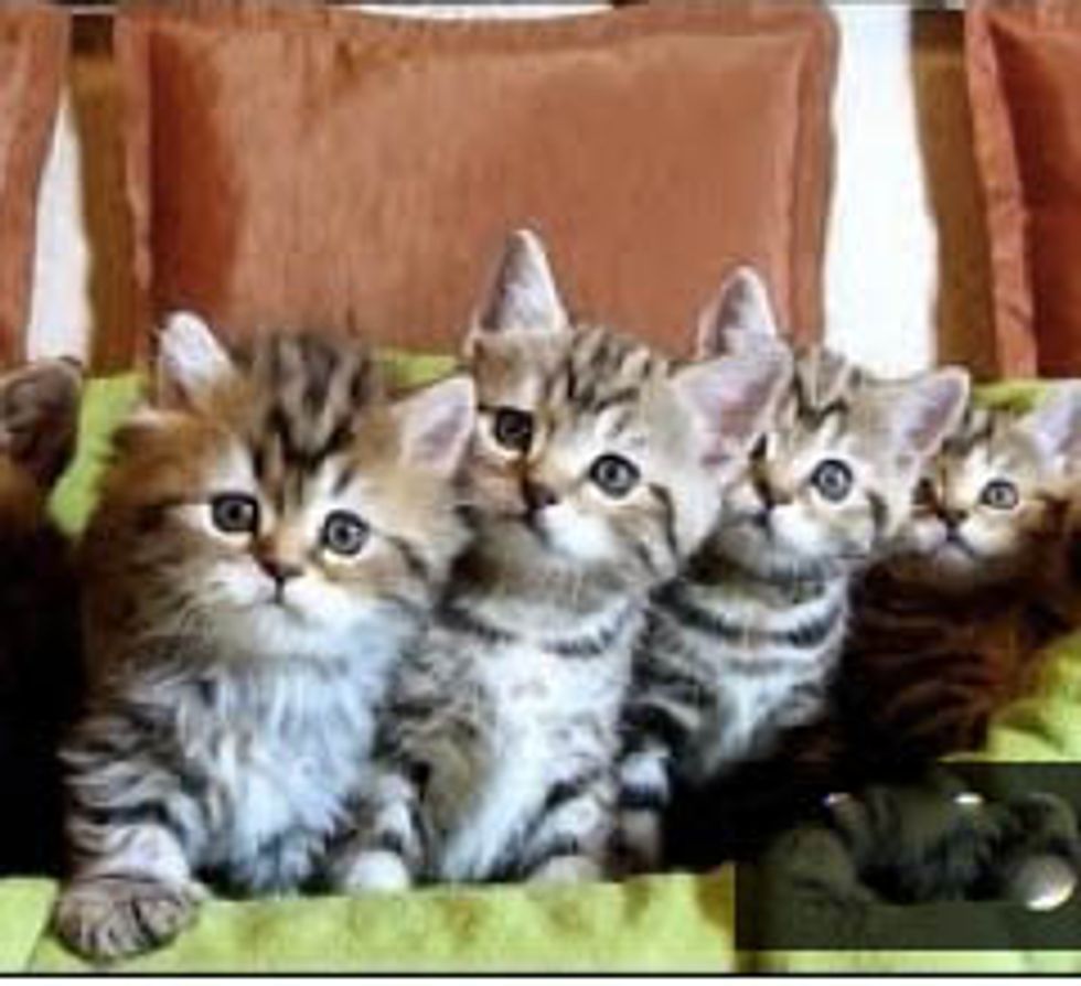 Kitten Dance Crew