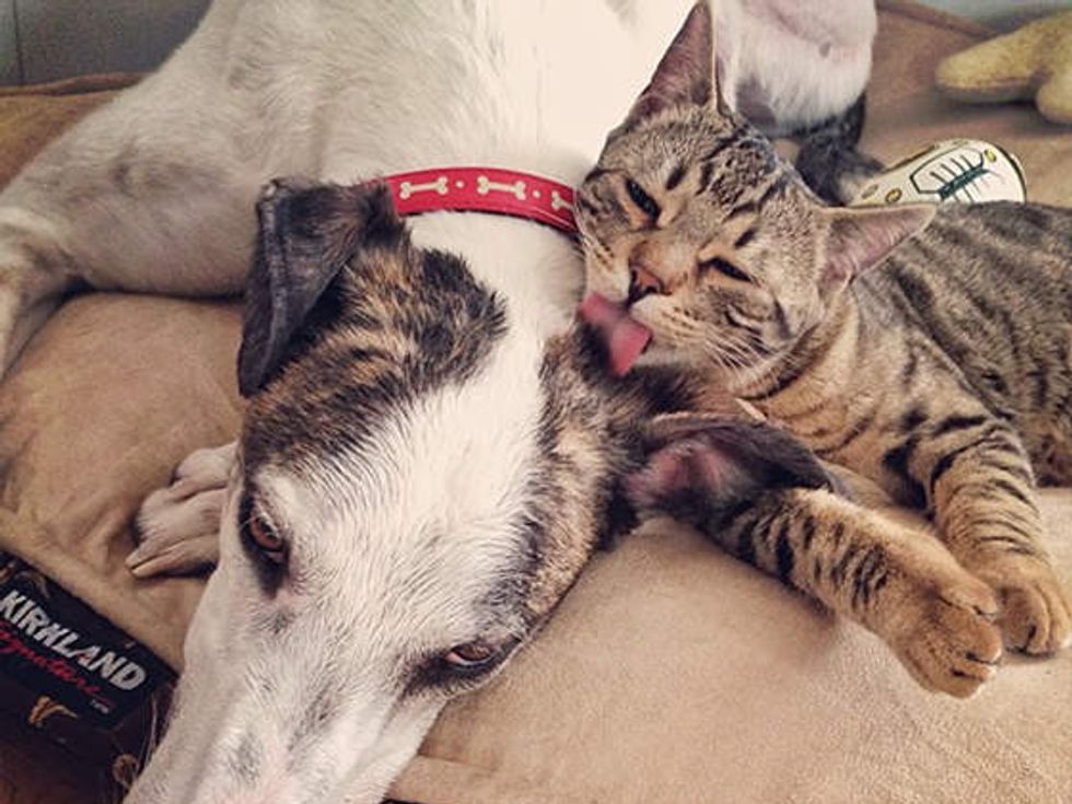 Unlikely Friendship Of Bengal Cat And Greyhound