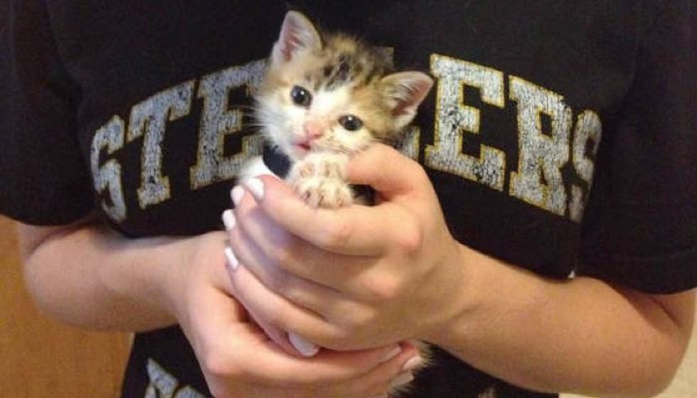 Harley the Rescue Feral Kitten Found Outside a House, Then and Now