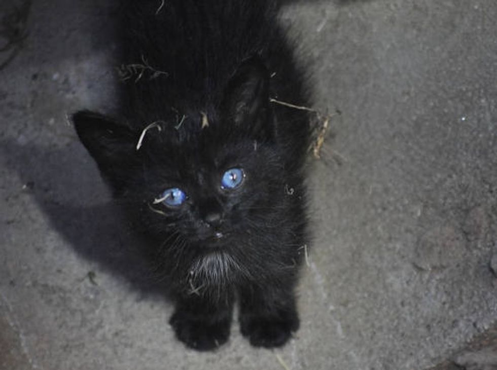 Puddles The Cat Saved From Storm Drain