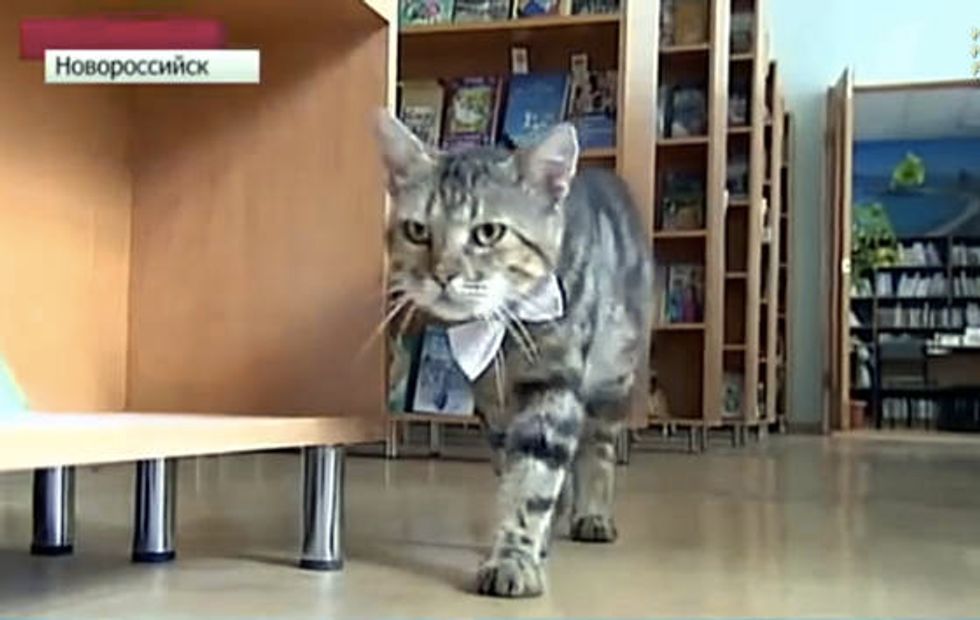 Former Stray Cat Becomes Assistant Librarian At Children's Library In Russia