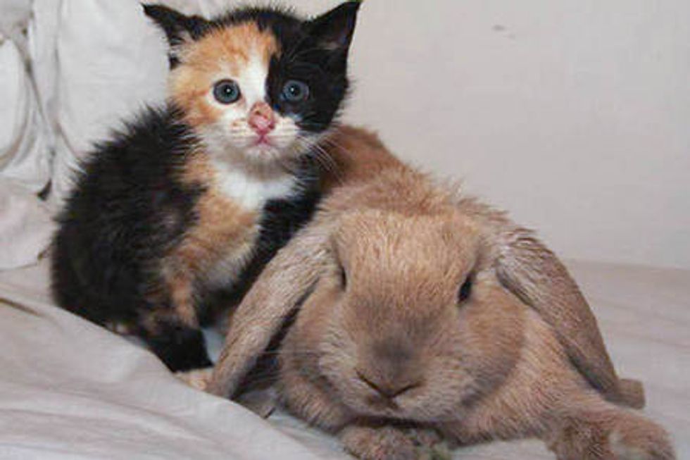 Orphan Kitten Adopted By Rabbit And Rescue Cat