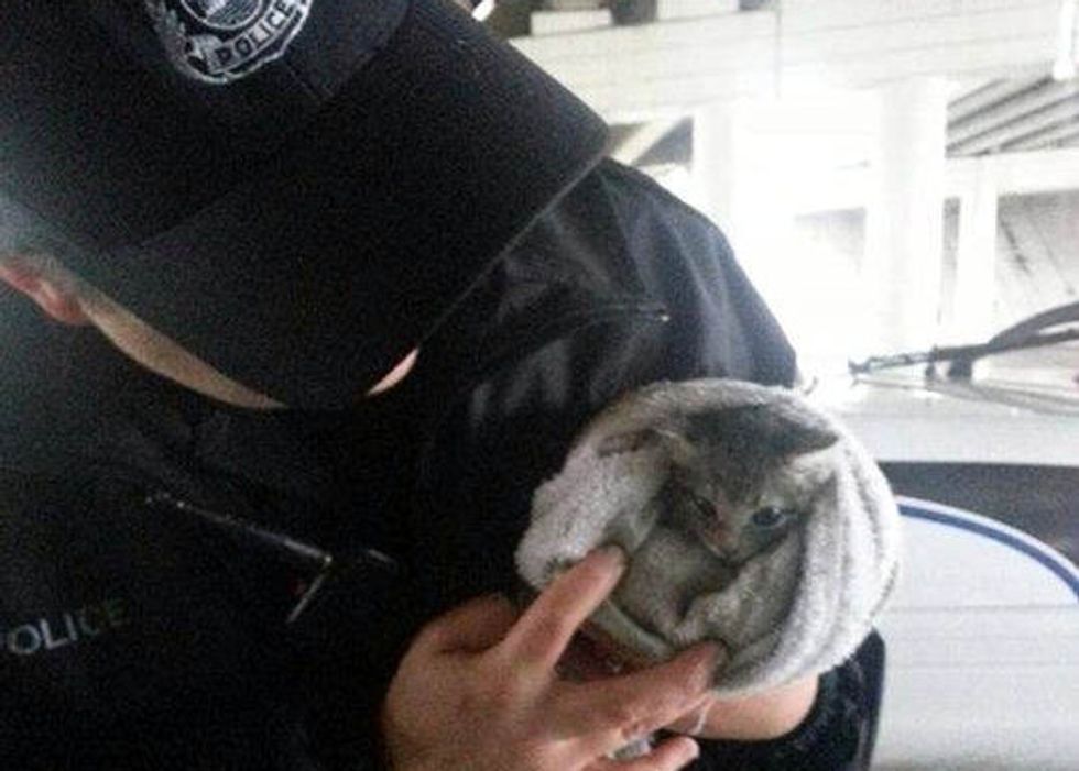 Kitten Saved By Kind Person, Adopted By Police Officer
