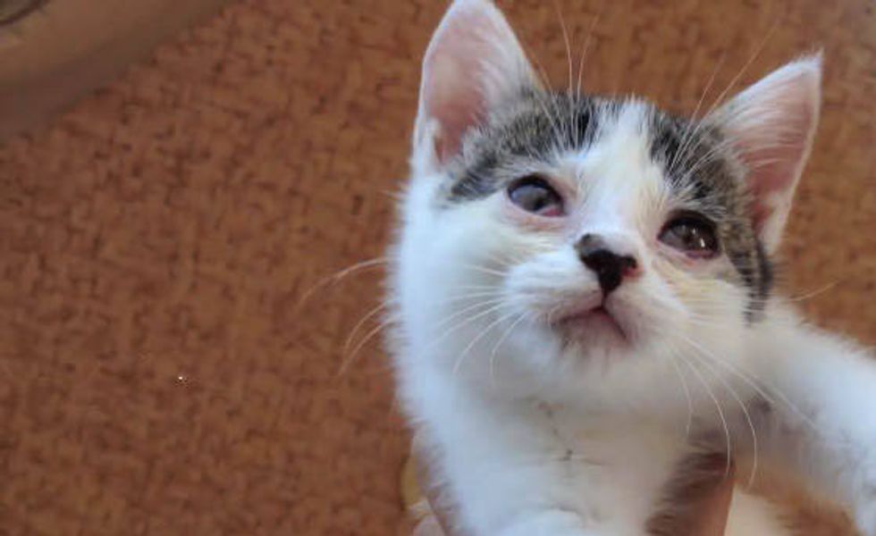 A Second Chance Helps Kitten See Again