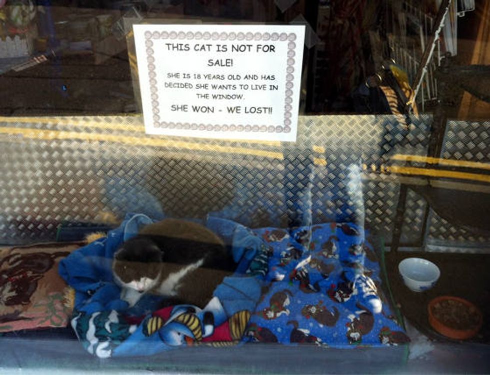 18 Year Old Cat Decides To Live In Store Window - Love Meow