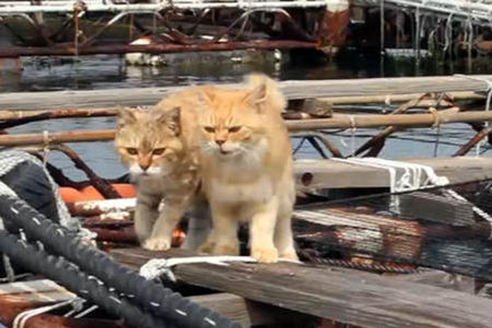 Two Cats Live On Fish Farm Loved And Revered By Fishermen
