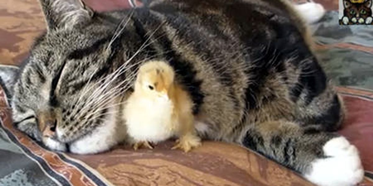 Chick Sleeps Under Cats Chin - Love Meow