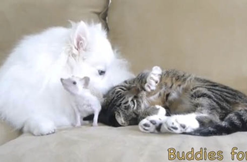 Beautiful Friendship: Cat, Hedgehog & Dog