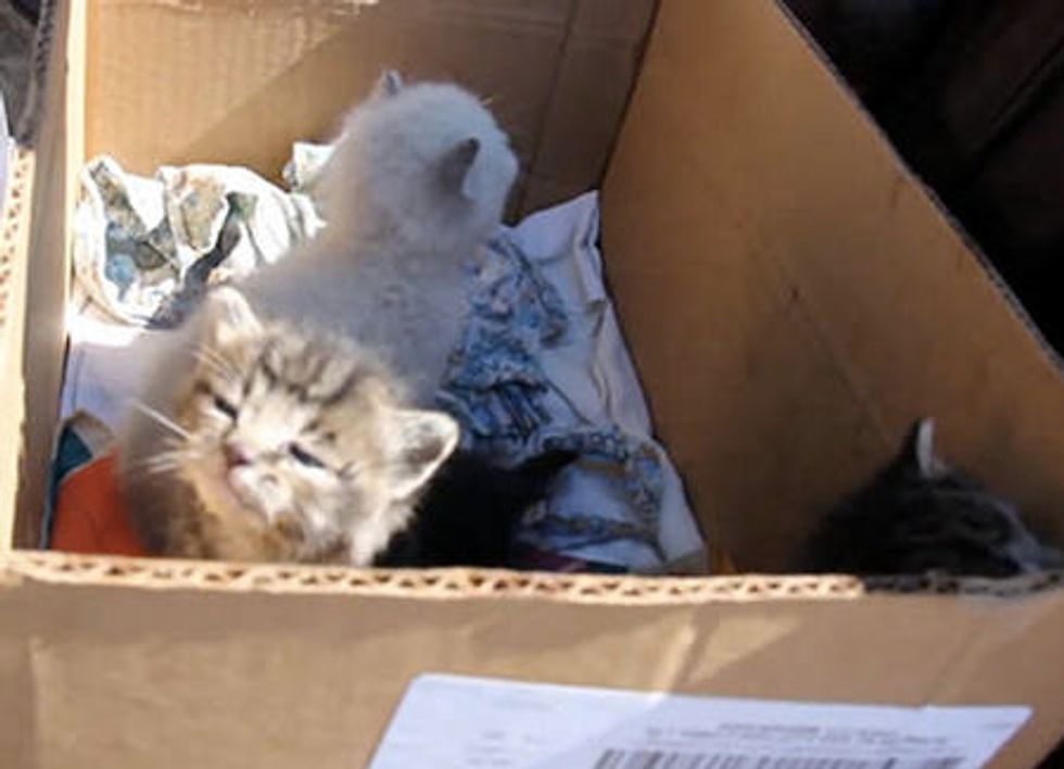Kittens Trapped Behind a Wall Are Saved & Reunited With Mother Cat