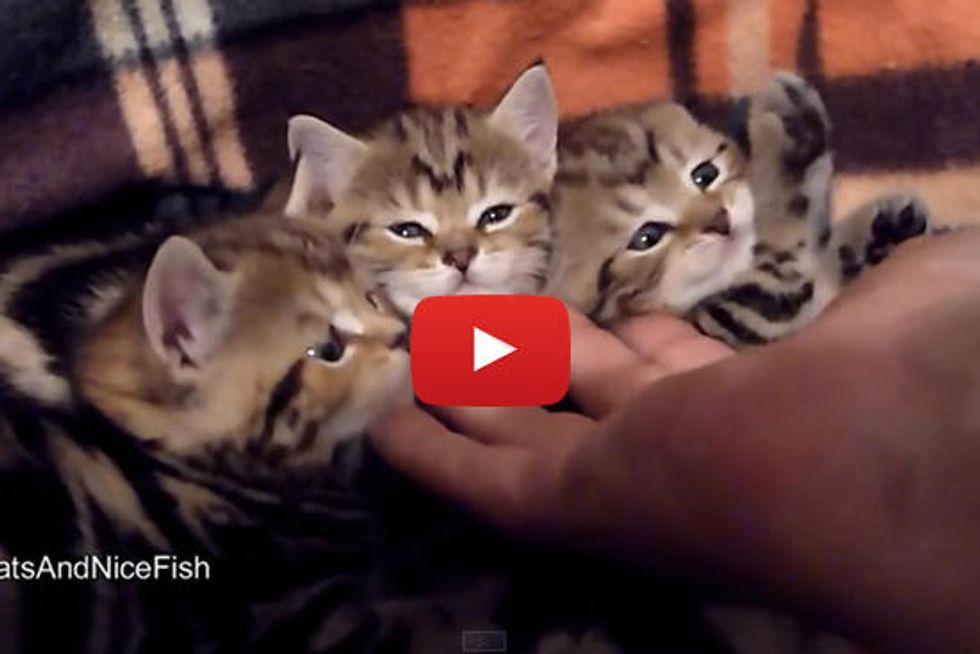 How To Pet 3 Kittens With One Hand