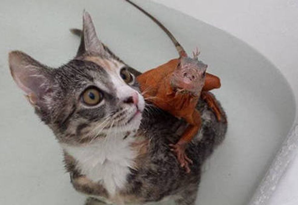Kitten And Lizard: Unlikely Friendship