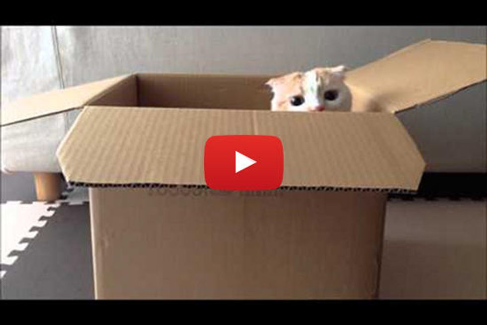 Peekaboo Kitty In A Box