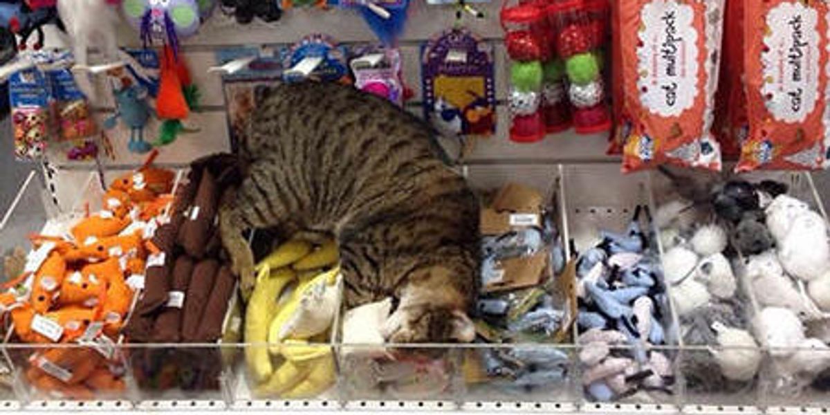 Stray Cat Wanders Into Pet Supply Store Love Meow