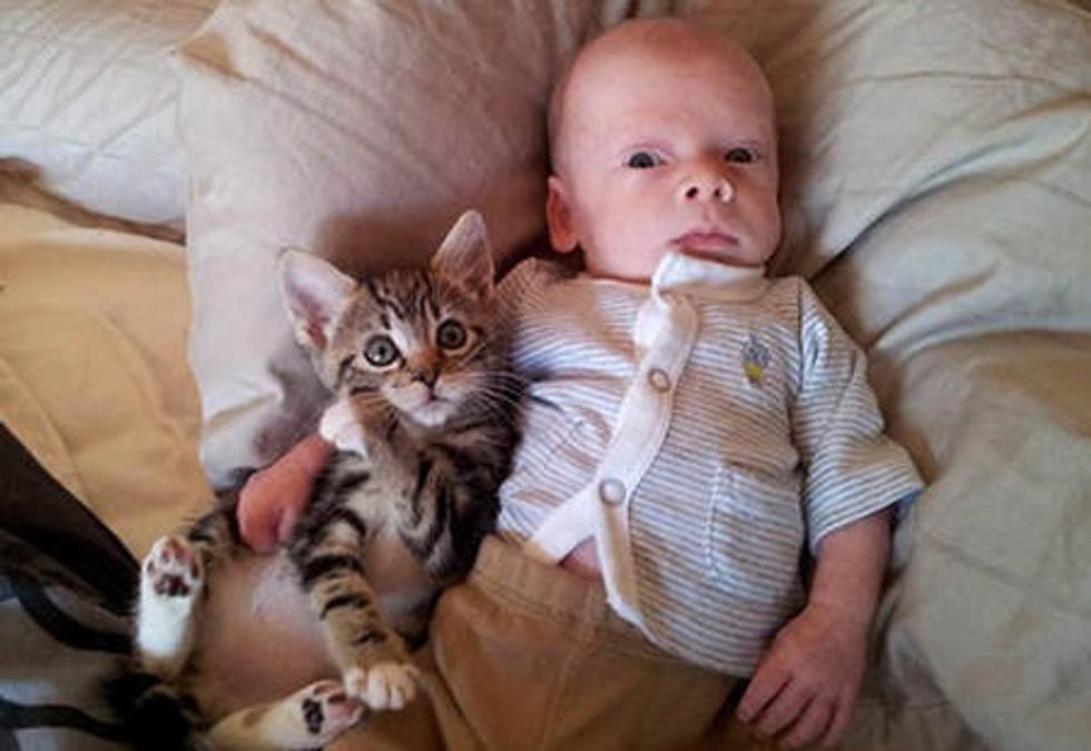 Foster Kitten And Her Little Human