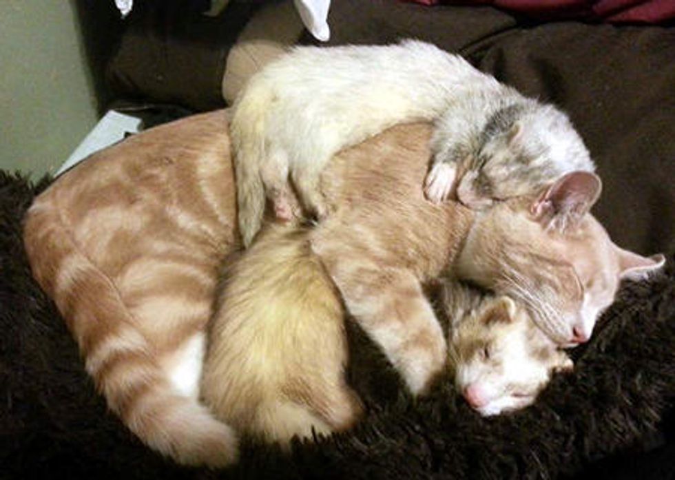 Kitty Grew Up With Ferrets
