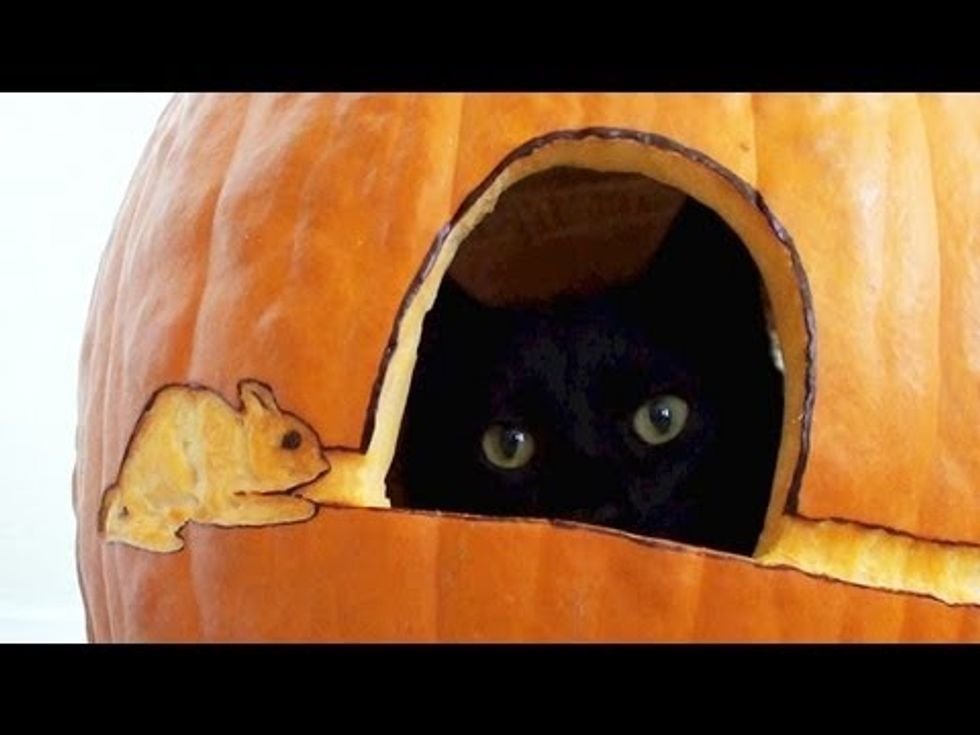 Rescue Black Cat And His First Pumpkin