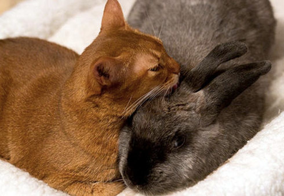 Rescue Cat Finds Friendship With Rescue Rabbit