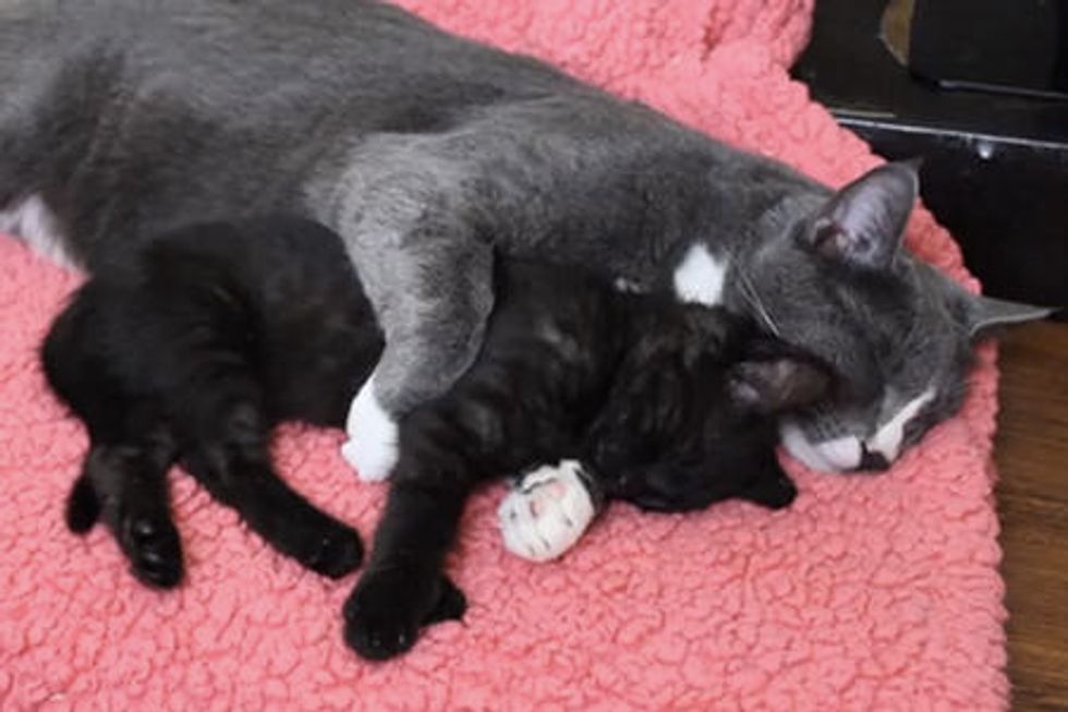 Cat Hugs Kitten While He Sleeps