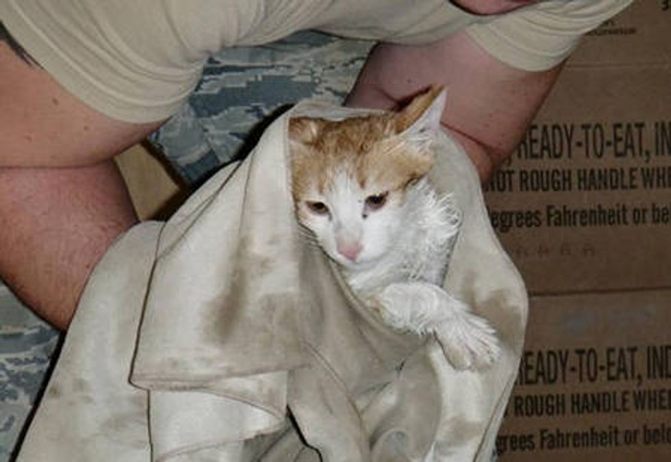 Rescue Kitten Touches The Hearts Of Soldiers