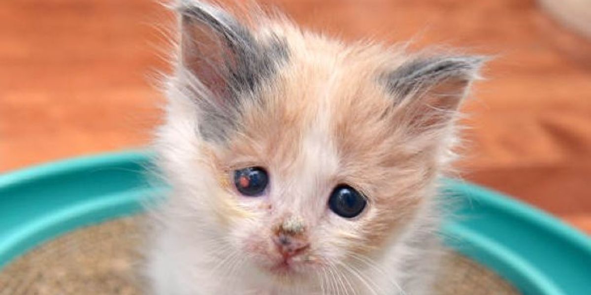 Blind Kitten Healing Thanks To Saving Grace Love Meow