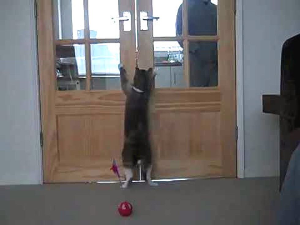 Cat Stands To Open Kitchen Doors